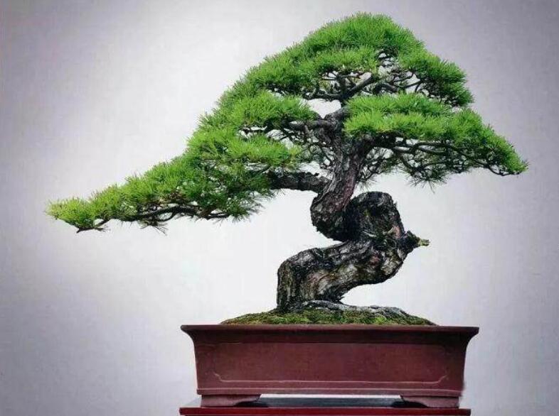 盆景制作3個(gè)注意事項(xiàng)，南寧婚慶花藝培訓(xùn)分享