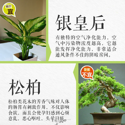 哪些綠植適合放在室內(nèi)？南寧花藝師培訓(xùn)學(xué)校盤點(diǎn)清單