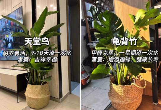 適合放在客廳的綠植，廣西花藝綠植培訓(xùn)分享