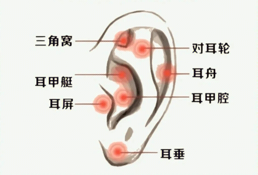 揉搓耳朵的好處，廣西美容經(jīng)絡(luò)培訓(xùn)班課程