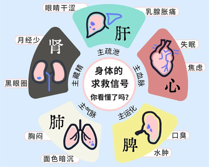 南寧專業(yè)美容管理學(xué)校：五臟六腑如何管理？