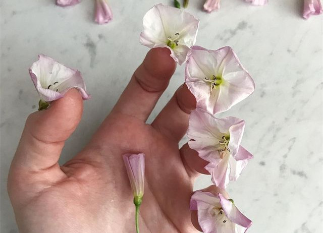 植物藝術美甲，南寧美甲造型設計培訓分享