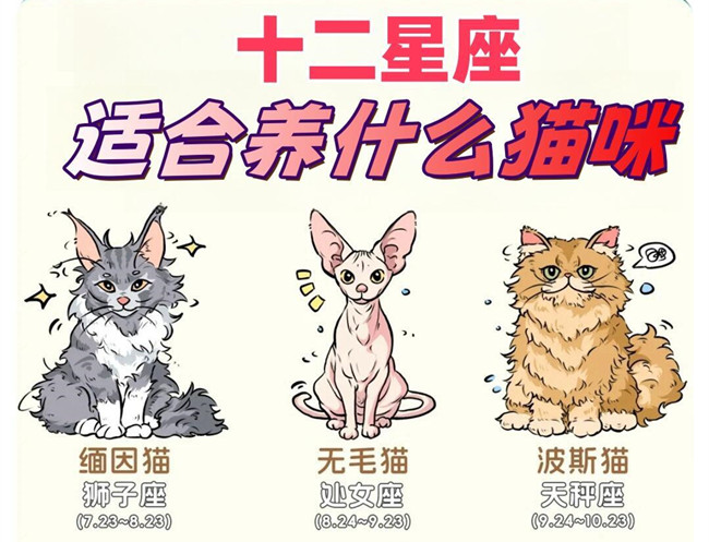 12星座適合養(yǎng)什么貓咪？